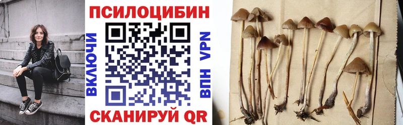 Псилоцибиновые грибы Psilocybe omg маркетплейс Закаменск где продают
